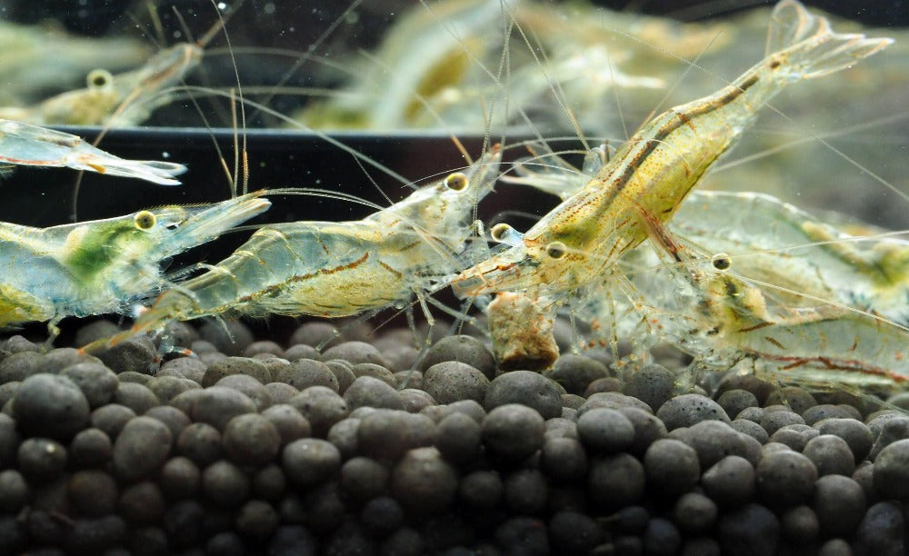 LCA Liverpool Creek Aquariums NQ Algae Shrimp (Caridina longirostris) aquarium shrimp