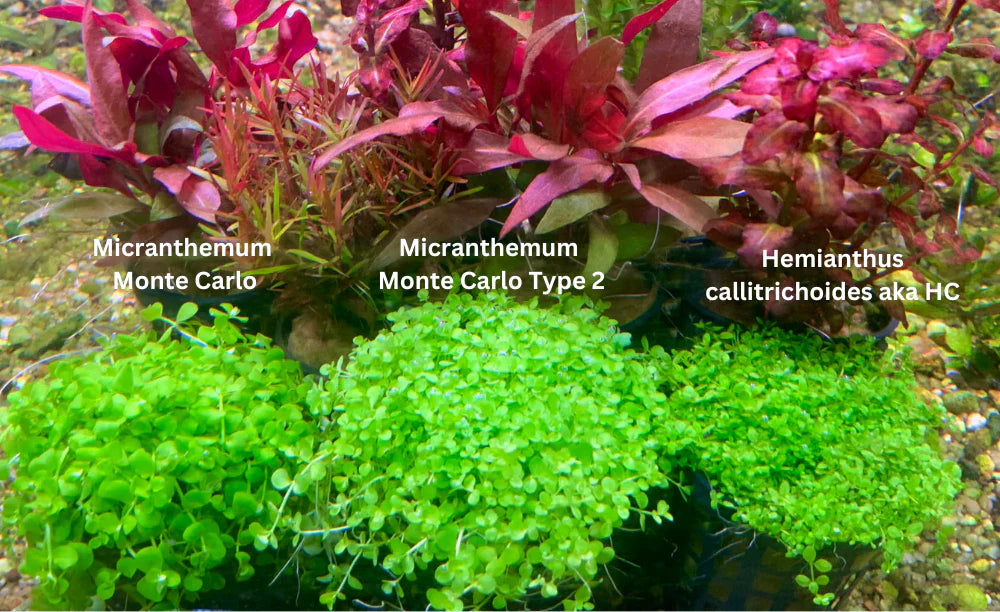 Micranthemum Monte Carlo Type 2 5cm Pot
