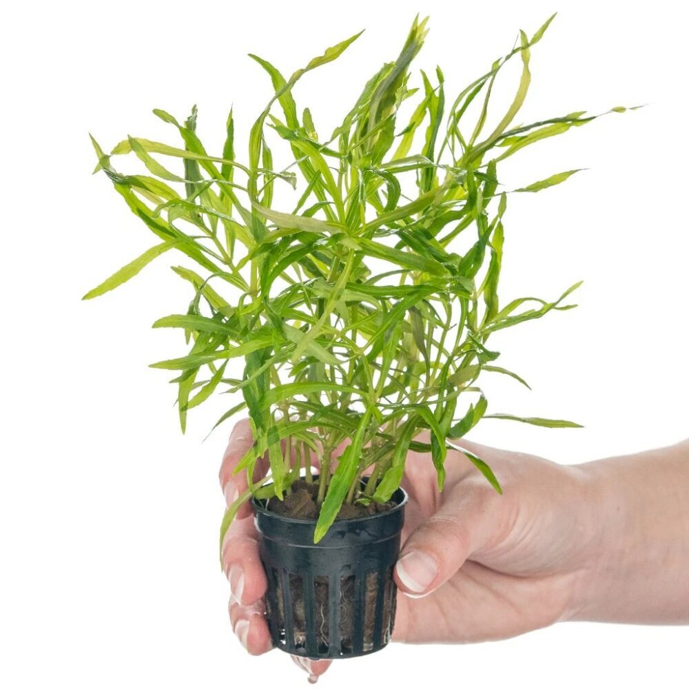 Pogostemon stellatus 'Octopus' 5cm POT NEW