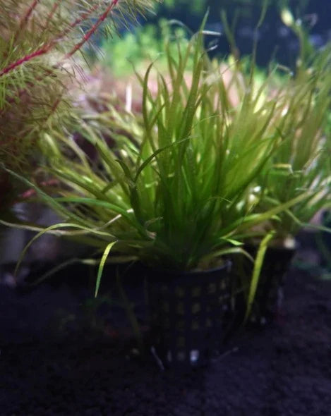 Blyxa Japonica 5cm Pot