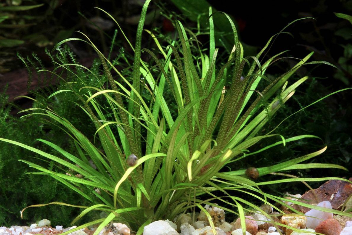 Blyxa Japonica 5cm Pot