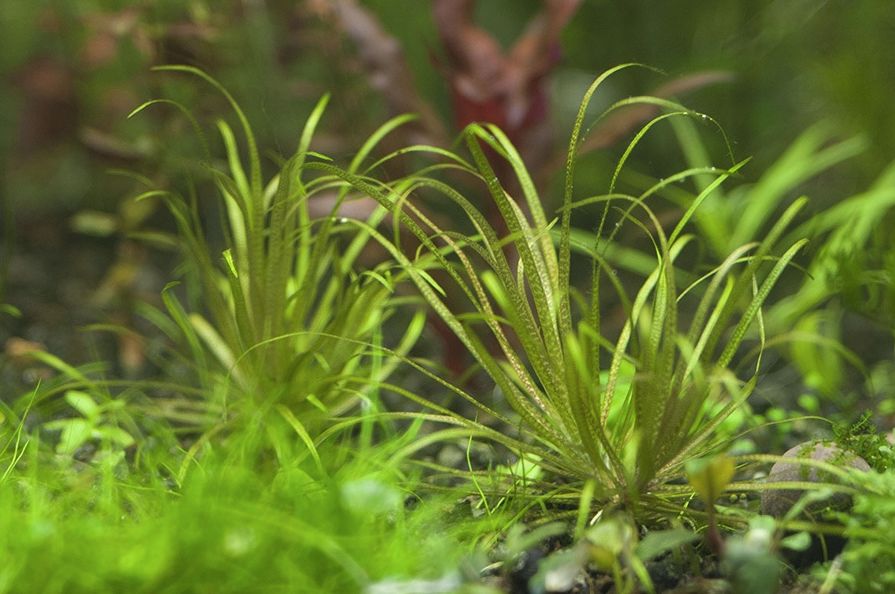 Blyxa Japonica 5cm Pot