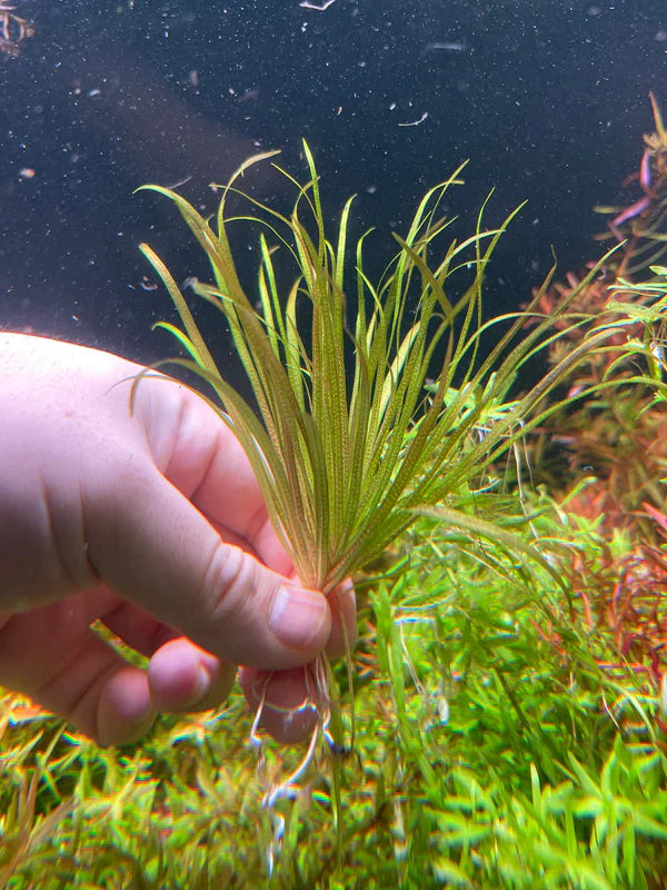 Blyxa Japonica 5cm Pot