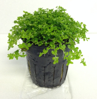 Hemianthus micranthemoides Â