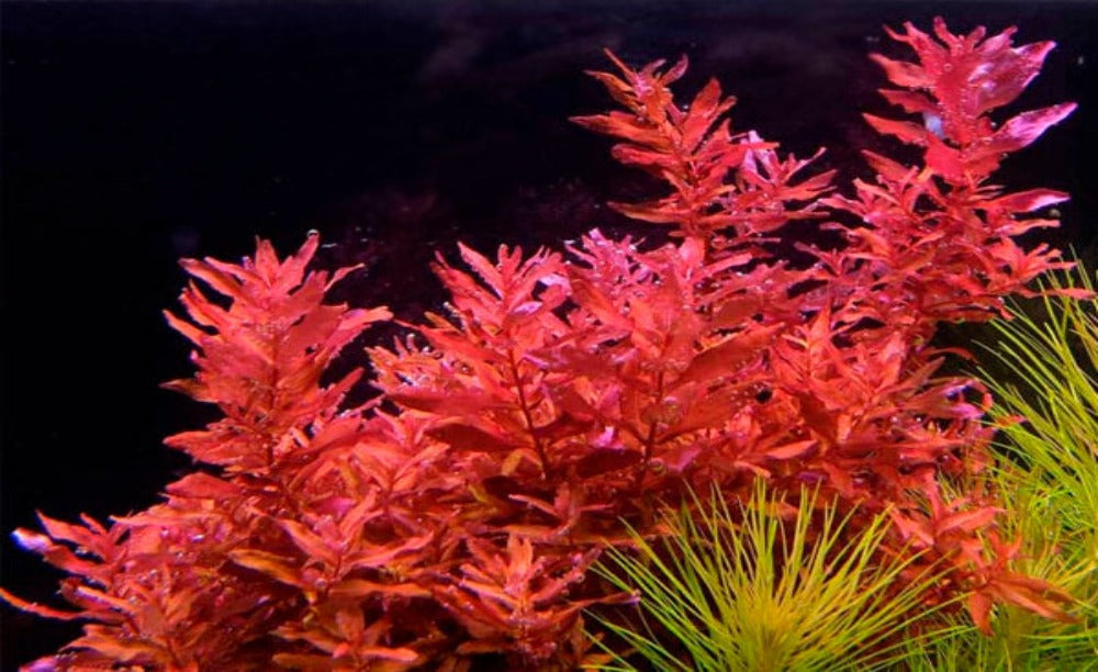 LCA Liverpool Creek Aquariums Rotala macranda "Red" aquarium plant