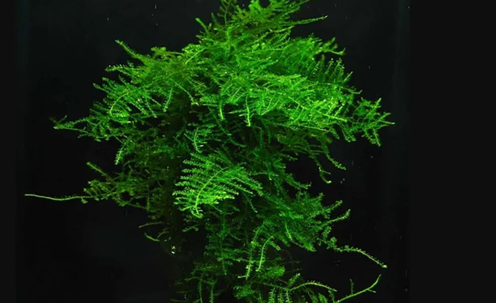 LCA Liverpool Creek Aquariums Singapore Moss aquarium plant