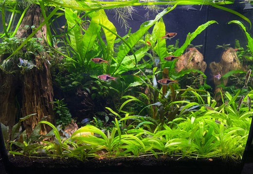 New To Planted Aquariums