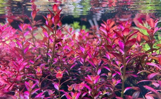 Red Plants & Nitrates