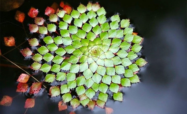 Pond Plants