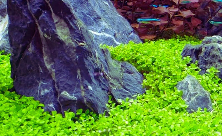 Carpet / Foreground Plants