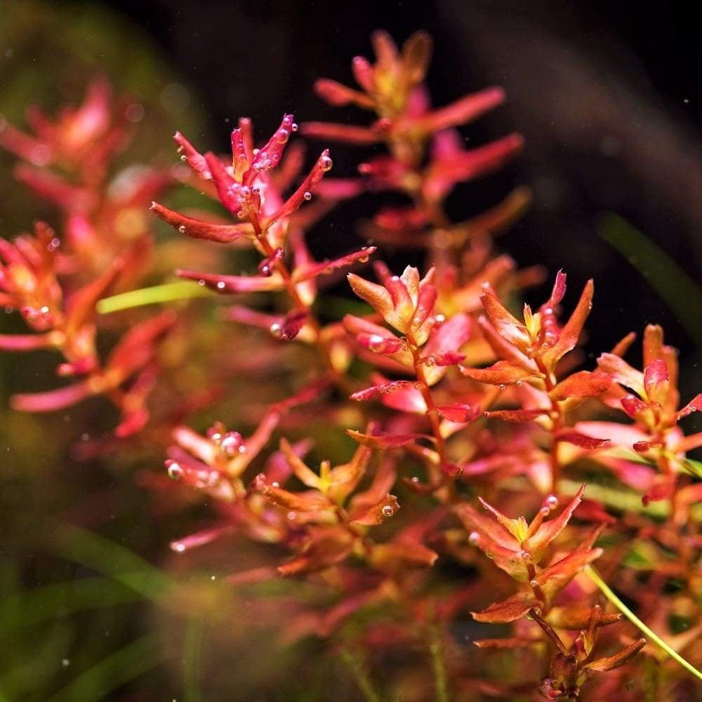 Rotala macranda "Butterfly" 5cm Pot