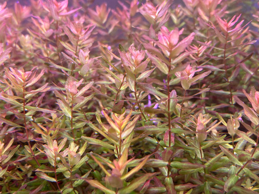 Rotala macranda 'Mini Gold' NEW/RARE 5cm Pot