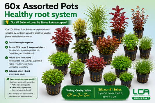 60 x Assorted Pots ( BEST SELLER )