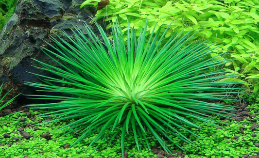 LCA Liverpool Creek Aquariums Eriocaulon cinereum aquarium plant