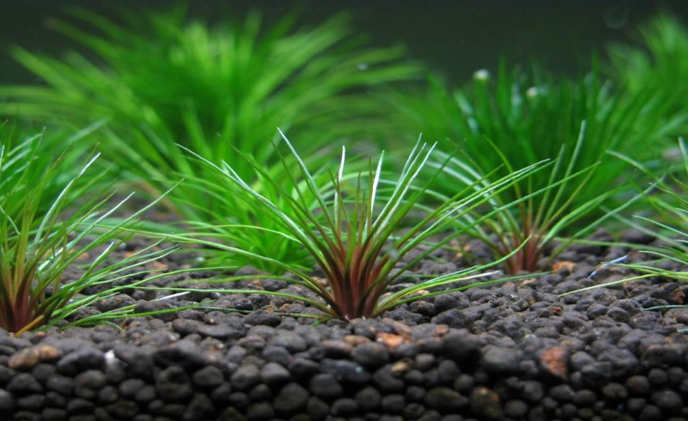 LCA Liverpool Creek Aqauriums Eriocaulon Blood Vomit aquarium plant