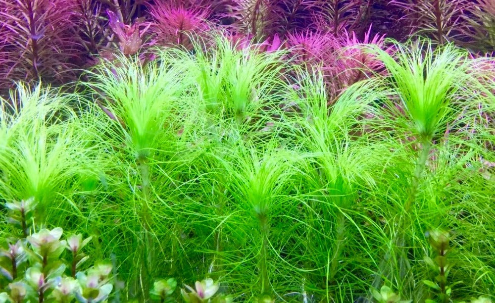 LCA Liverpool Creek Aquariums Eriocaulon setaceum aquarium plants