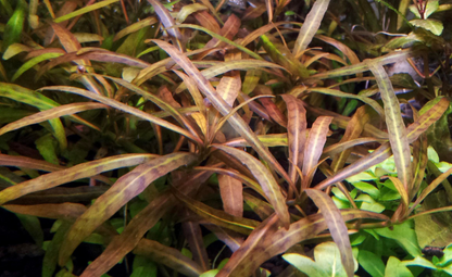 LCA Liverpool Creek Aquariums Hygrophila polysperma 'Tiger" aquarium plant