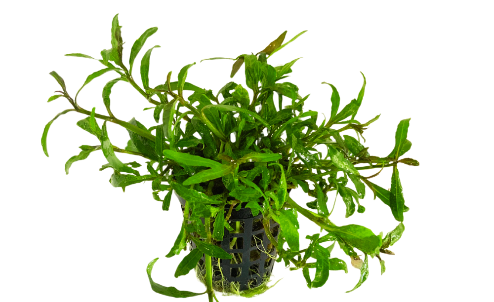 LCA Liverpool Creek Aquariums Hygrophila polysperma 'Tiger" aquarium plant