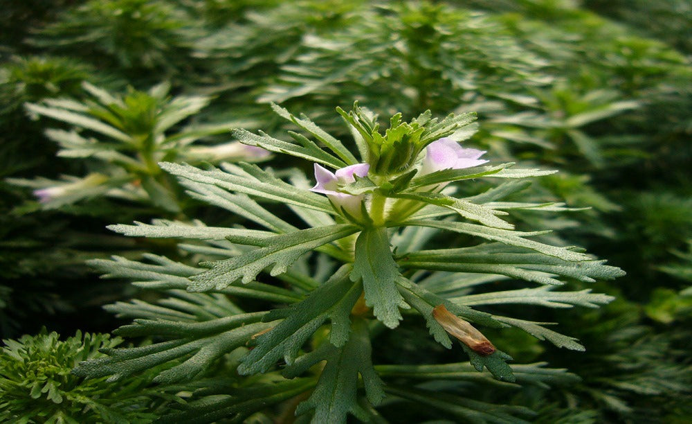 Limnophila aquatica 5cm Pot