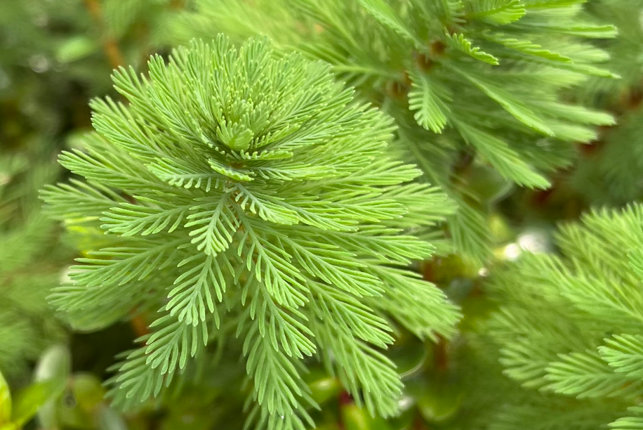 Myriophyllum sp Roraima 5cm Pot