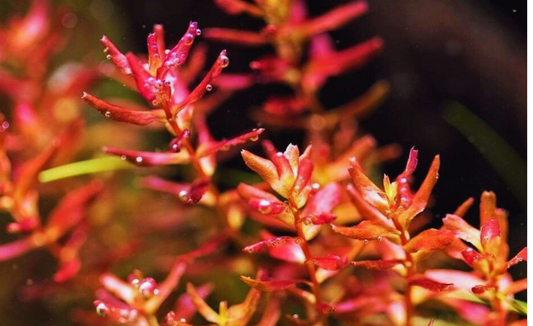 Rotala macranda "Butterfly" 5cm Pot