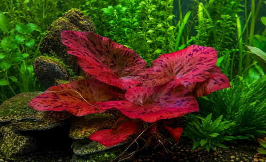 Red Tiger Lotus – PREMIUM 5cm Pot