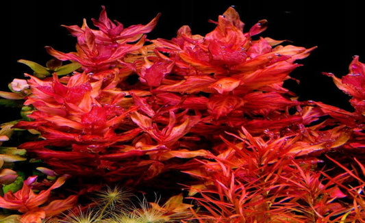 Rotala macranda "Variegated" 5cm Pot