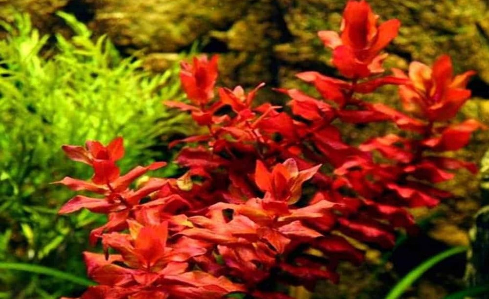 LCA Liverpool Creek Aquariums Rotala macranda red aquarium plant