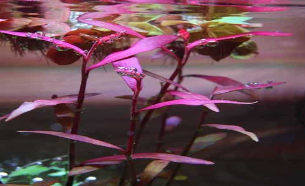 Liverpool Creek Aquariums Persicaria sp “Sao Paulo” aquarium plant