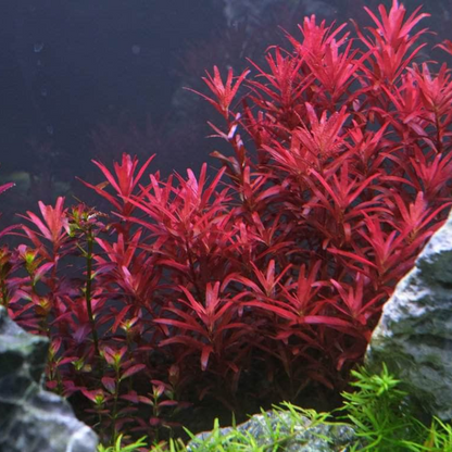 Rotala "Blood Red" 5cm Pot