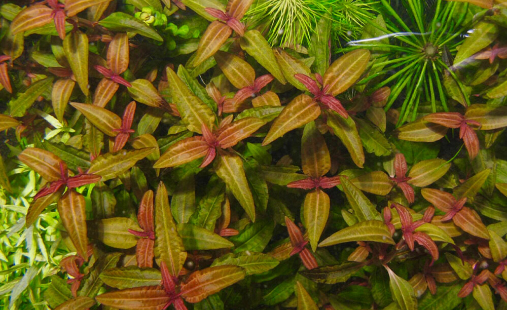 LCA Liverpool Creek Aquariums Aciotis acuminifolia Aquarium Plant