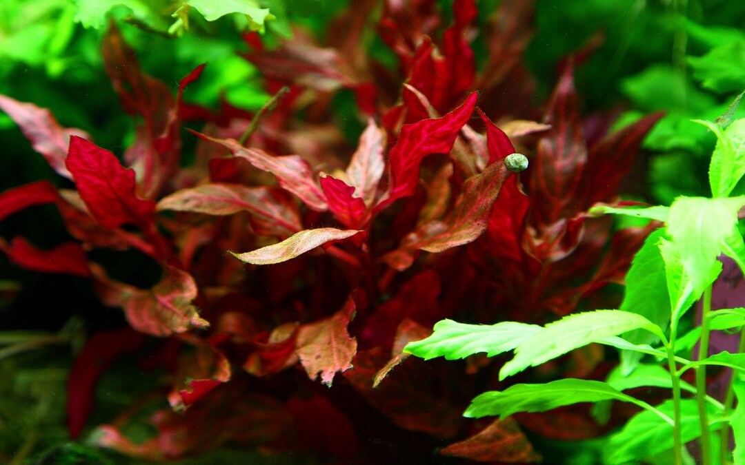 Alternanthera reineckii 'Rosanervig'