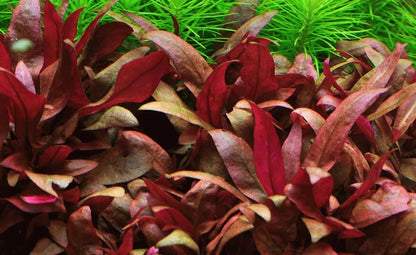 LCA Liverpool Creek Aquariums Alternanthera reineckii mini Aquarium Plant sold in pot