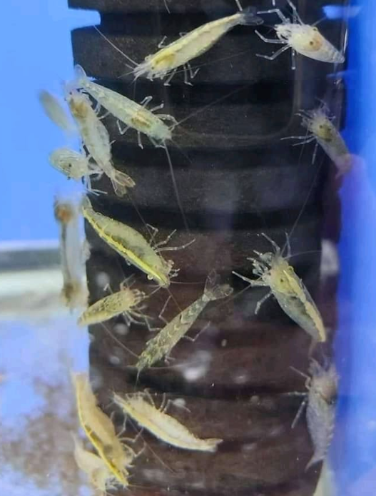 Amano Shrimp (small approx 1.5cm)