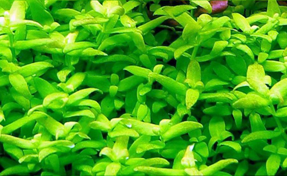 LCA Liverpool Creek Aquariums Bacopa Japan aquarium plant