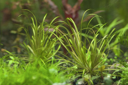 Blyxa Japonica 5cm Pot