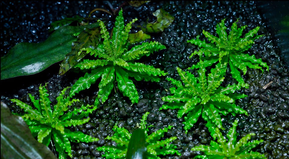 Pogostemon helferi 5 cm Pot