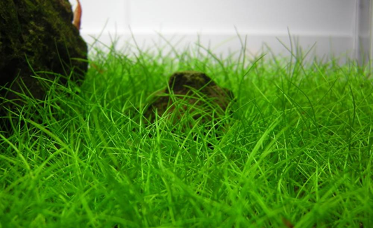 LCA Liverpool Creek Aquariums Eleocharis Belem aquarium plant