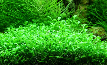 LCA Liverpool Creek Aquariums Glossostigma elatinoides aquarium plant