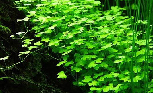 LCA Liverpool Creek Aquariums Hydrocotyle tripartita 'japan' mini aquarium plant