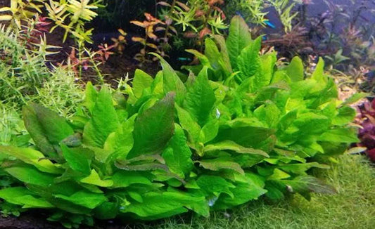 LCA Liverpool Creek Aquariums Hygrophila Kompakt aquarium plant
