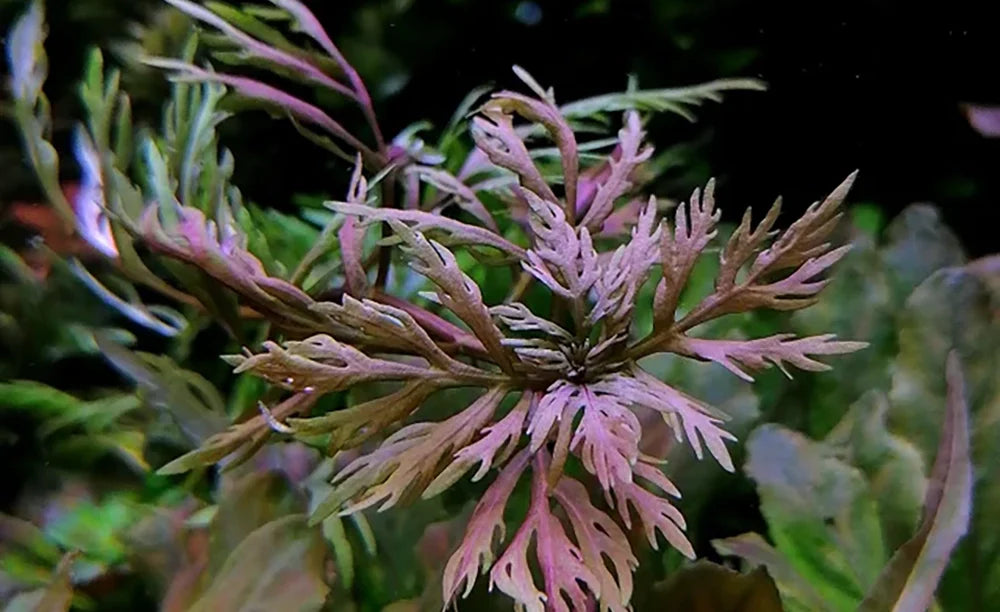 LCA Liverpool Creek Aquariums Hyptis laciniata aquarium plant