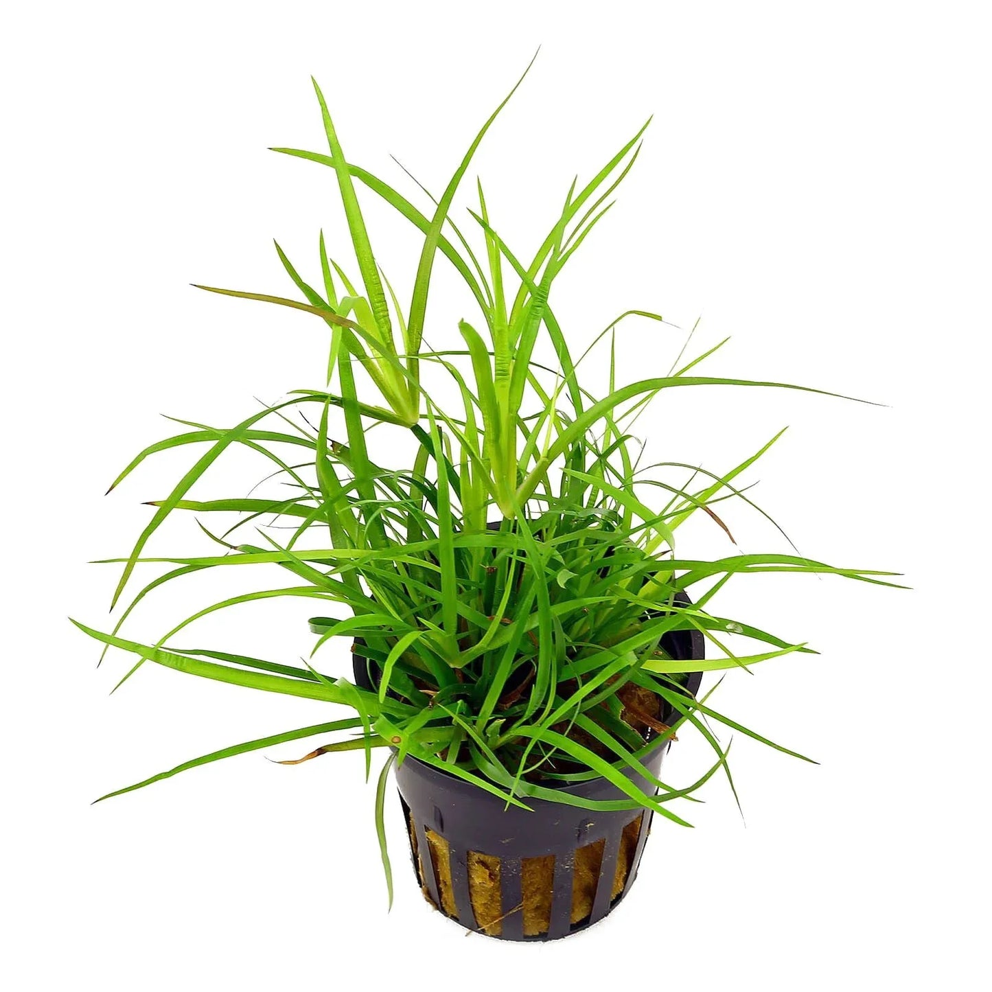 Juncus repens 5cm Pot