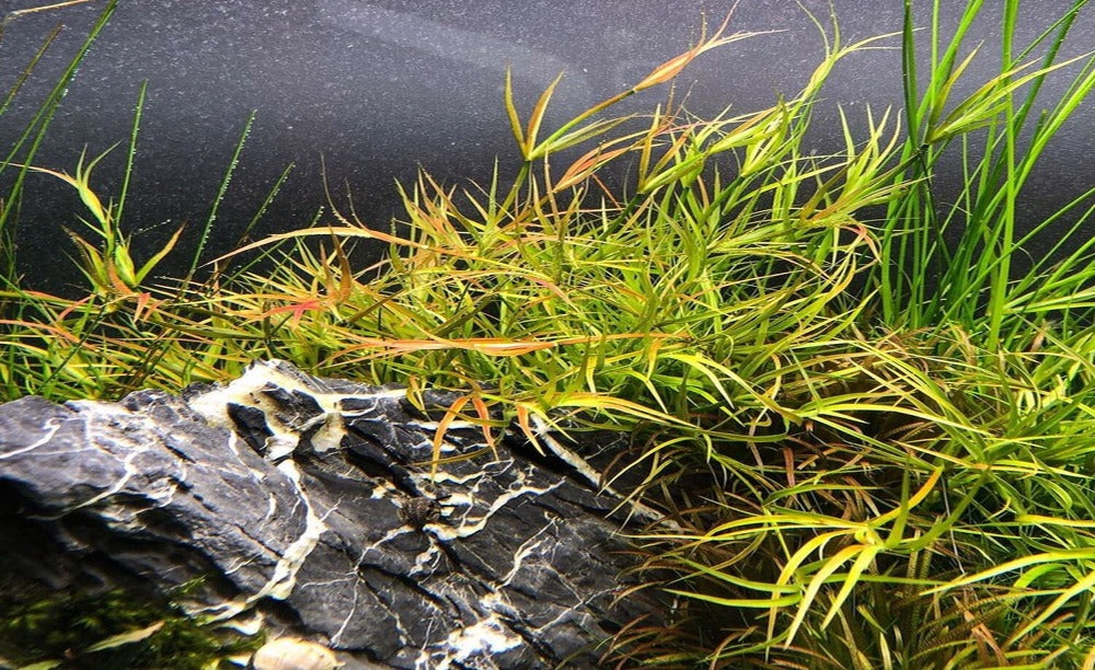 Juncus repens 5cm Pot