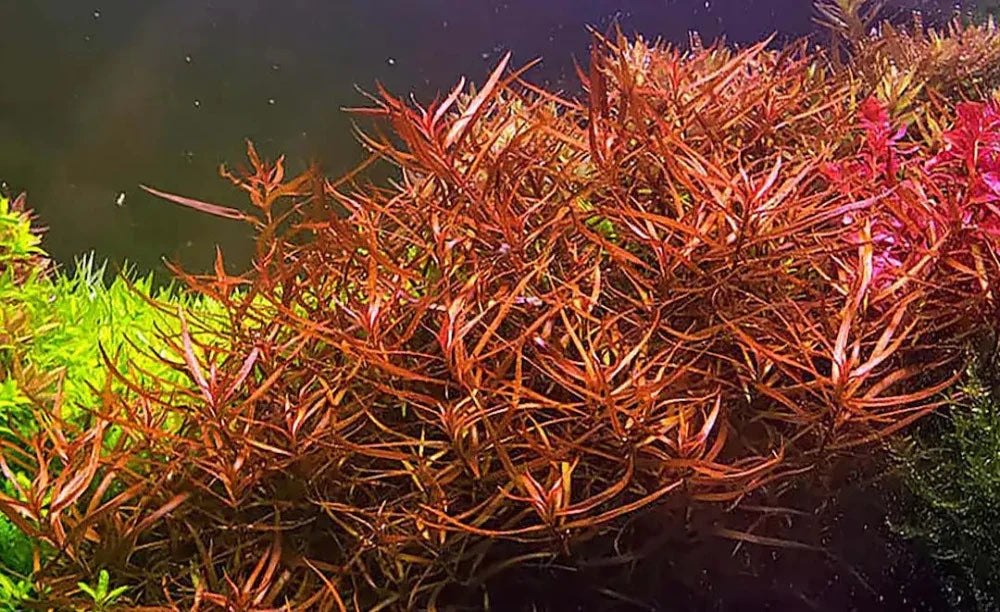 Ludwigia arcuata 5cm Pot