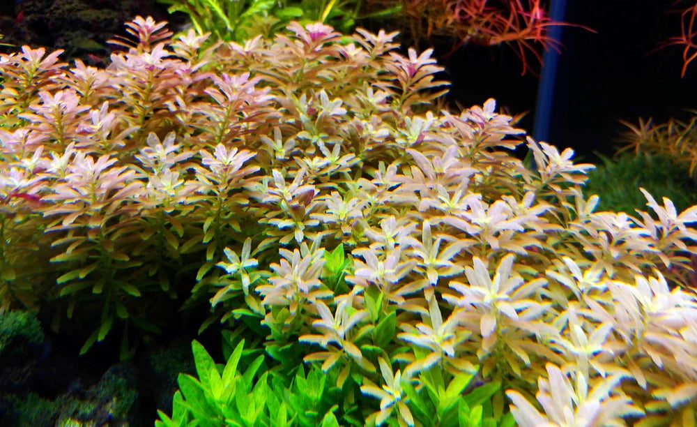 LCA Liverpool Creek Aquariums Limnophila aromatica 'Mini' aquarium plant