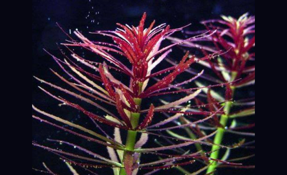 LCA Liverpool Creek Aquariums Limnophila hippuridoides aquarium plant