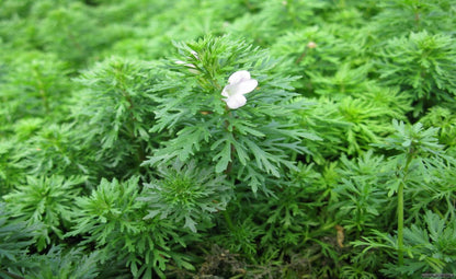 Limnophila sessiliflora 5cm Pot