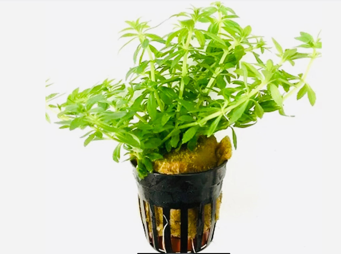 Limnophila 'Vietnam' 5cm Pot