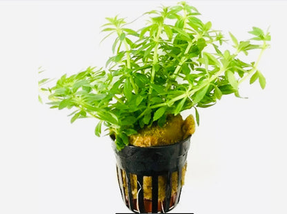 Limnophila 'Vietnam' 5cm Pot